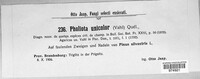 Galerina marginata image